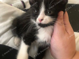 Kittens for sale