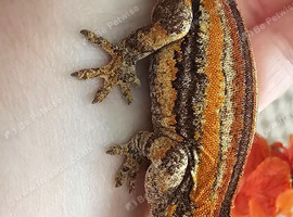 Stunning Bacon Super Stripe Gargoyle Gecko