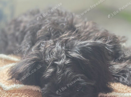 Mini schnauzer