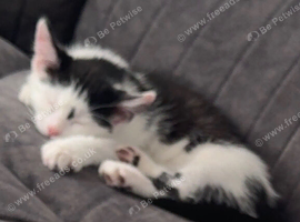 Kitten for sale