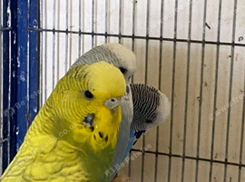 5 Budgies for sale