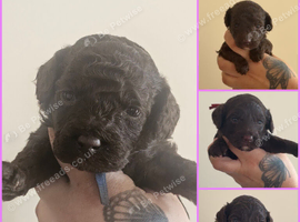 Cockapoo(chocolate)miniature