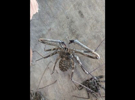 Giant Tailless Whip Scorpion (Damon johnstonii) at Birmingham Reptiles