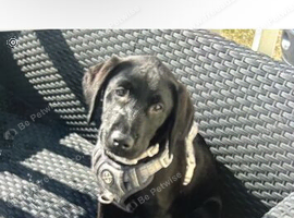 labrador puppy for sale