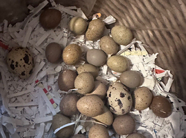 Chainese painted quail eggs