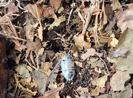 Dairy Cow Isopods