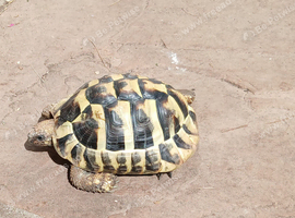 Herman's male tortoise