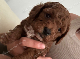 ️Deep Red Toy Poodle