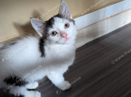 12 week old male kitten