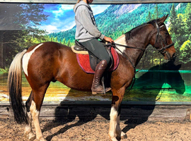 Best family horse