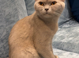 British shorthair