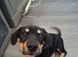 Beautiful Bulldog &times; Lurcher/Jack Russell Cross Puppy &ndash; Ready