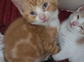 4 ginger & white kittens