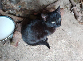 Beautiful, friendly, pkayful little boy kittens