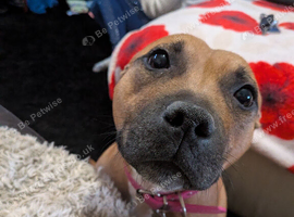 Red female Staffordshire Bull Terrier for sale
