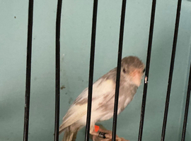 Jaspe raza canary with two hens