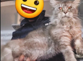 Xl active female mainecoon