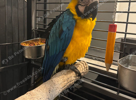Blue and gold macaw 9months