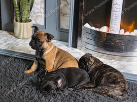 Beautiful frug puppies