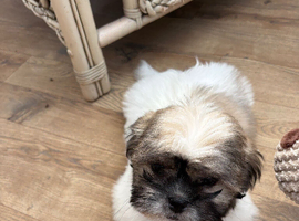 8 week old male Shihtzu puppy