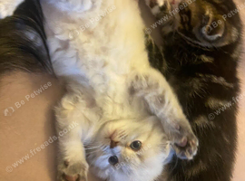 Scottish fold & ragdoll mix