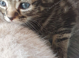 I have to beautiful Tabby kittens needing forever homes