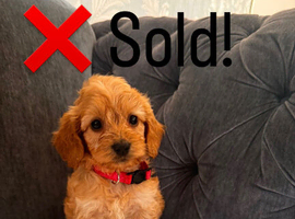 Cockapoo puppies for sale  READY NOW