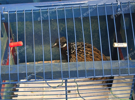 black francolin