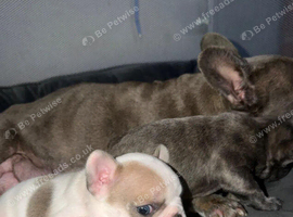 Gorgeous French Bulldog Puppies With Lots Of Love