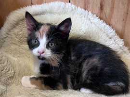 Beautiful kittens