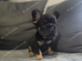 Fluffy thick rope french bulldog puppie