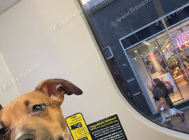 Greyhound cross lurcher