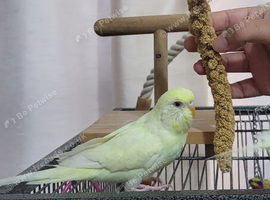 Red eye Budgie for sale
