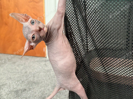 Beautiful Sphynx boy left