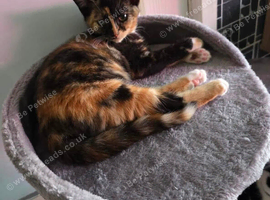 2 cats