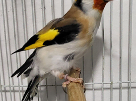 Beautiful Mutation Siberian Goldfinches