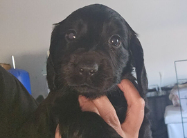 Working cocker spaniels