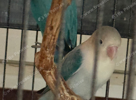 7 lovebirds