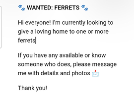 Ferrets wanted