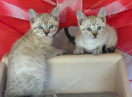 Blue eyed snow bengal