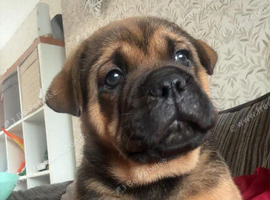 Chow chow x English bulldog