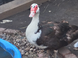 Muscovy ducks pair