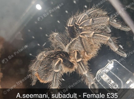 Tarantulas for sale