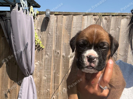 KC BOXERS BOBTAIL AND TAIL