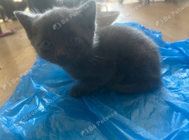 Kittens for sale