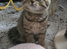 British Shorthairs ready for a new home