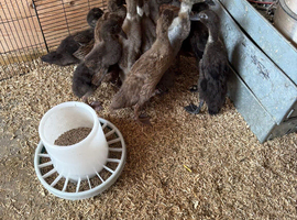 Indian runner ducks looking for new land.