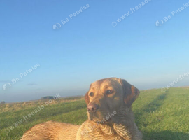 Red and yellow labs