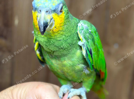 Amazon parrot