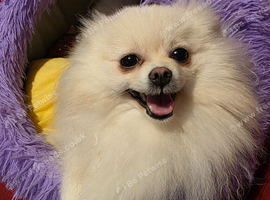 KC paper Female Pomeranian